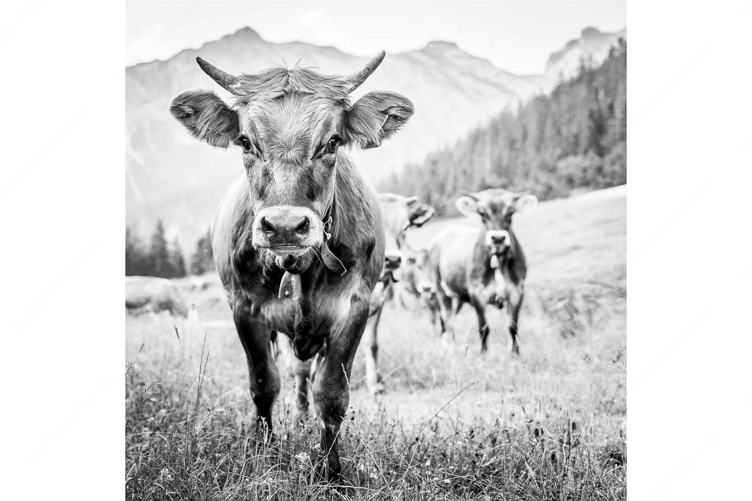 Jungvieh auf der Fischbachalm