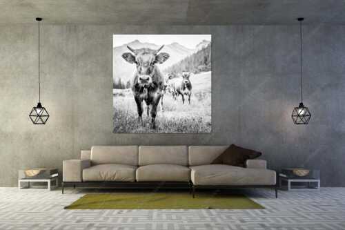 Jungvieh auf der Fischbachalm - Neugierige Werdenfelser - Größe ca. 160x160cm, Seitenverhältnis 1:1 - Murnau-Werdenfelser Rind - weitere Infos unter https://www.kriner-weiermann.de