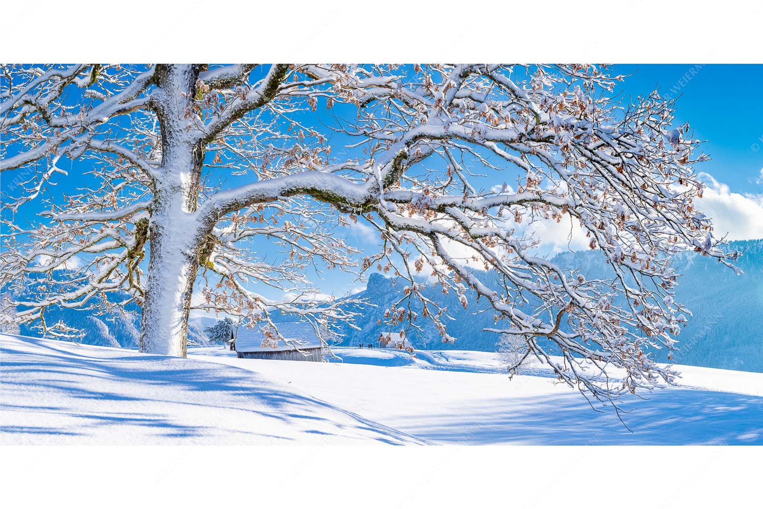 Verschneiter Baum in Unterammergau mit Blick zum Kofel