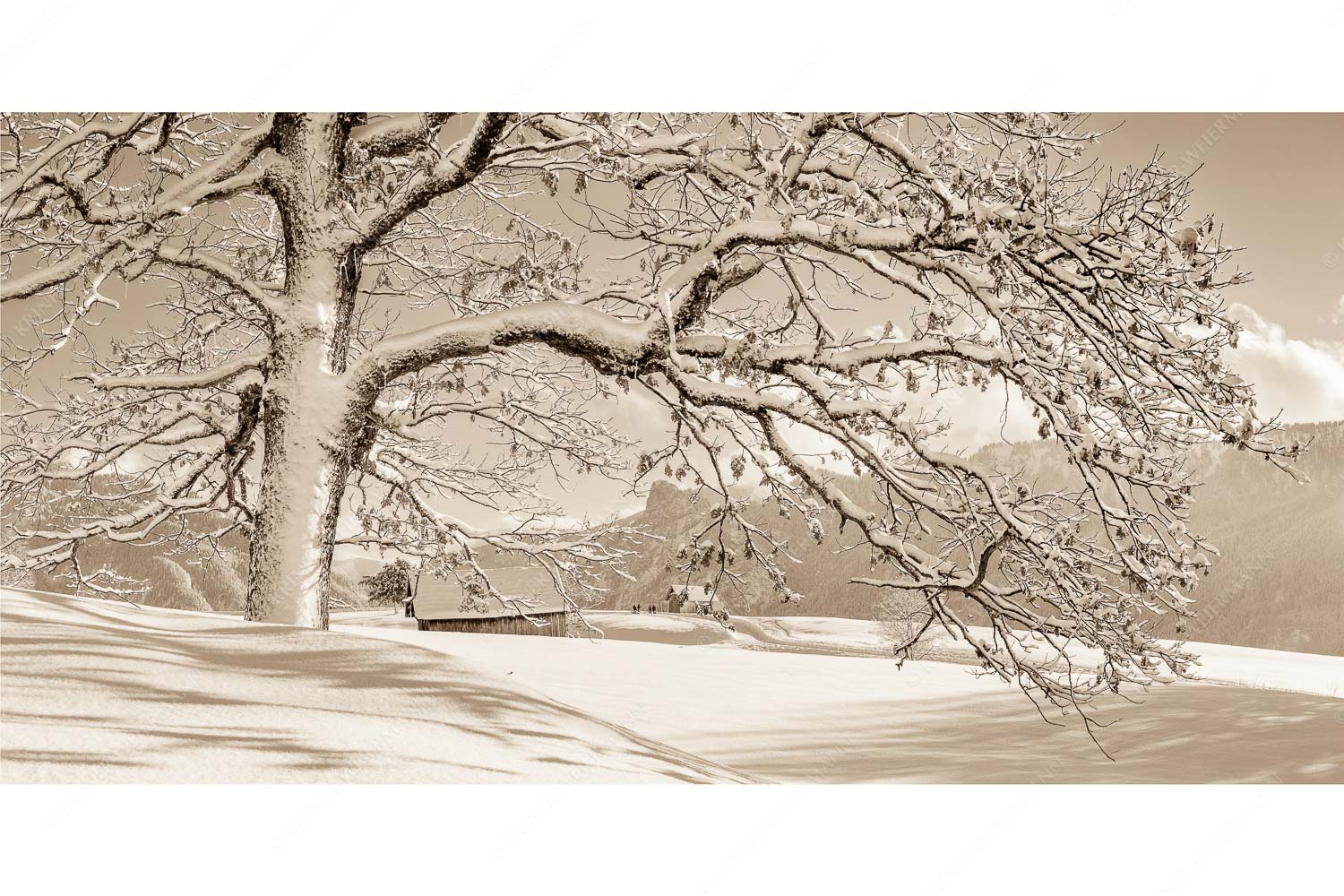 Ougwat – Seitenverhältnis 2:1 — Winter Baum in Unterammergau Verschneiter Baum in Unterammergau mit Blick zum Kofel