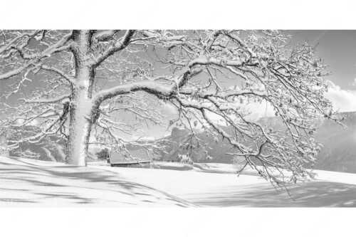 Verschneiter Baum in Unterammergau mit Blick zum Kofel - Ougwat - Seitenverhältnis 2:1 - Winter Baum in Unterammergau - weitere Infos unter https://www.kriner-weiermann.de