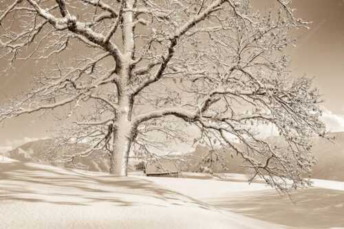 Verschneiter Baum in Unterammergau mit Blick zum Kofel - Ougwat - Seitenverhältnis 3:2 - Winter Baum in Unterammergau - weitere Infos unter https://www.kriner-weiermann.de