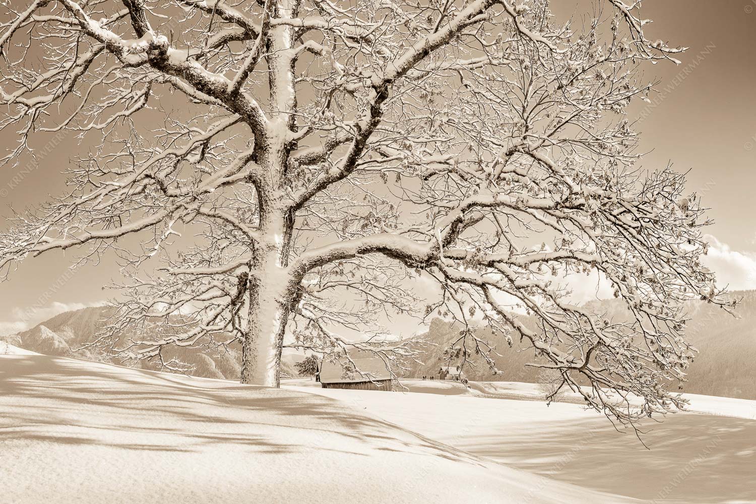 Verschneiter Baum in Unterammergau mit Blick zum Kofel