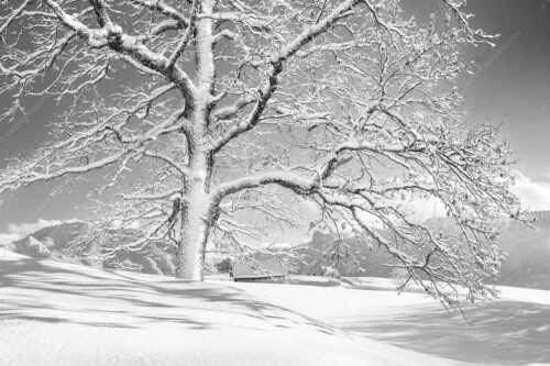 Verschneiter Baum in Unterammergau mit Blick zum Kofel - Ougwat - Seitenverhältnis 3:2 - Winter Baum in Unterammergau - weitere Infos unter https://www.kriner-weiermann.de