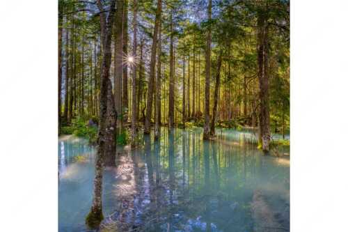 Überschwemmte Waldflächen an der Partnach im Reintal im Wettersteingebirge - Partnachmangroven - Seitenverhältnis 1:1 - Wald Überschwemmung - weitere Infos unter https://www.kriner-weiermann.de