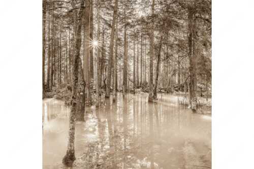 Überschwemmte Waldflächen an der Partnach im Reintal im Wettersteingebirge - Partnachmangroven - Seitenverhältnis 1:1 - Wald Überschwemmung - weitere Infos unter https://www.kriner-weiermann.de
