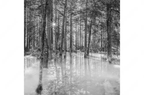 Überschwemmte Waldflächen an der Partnach im Reintal im Wettersteingebirge - Partnachmangroven - Seitenverhältnis 1:1 - Wald Überschwemmung - weitere Infos unter https://www.kriner-weiermann.de