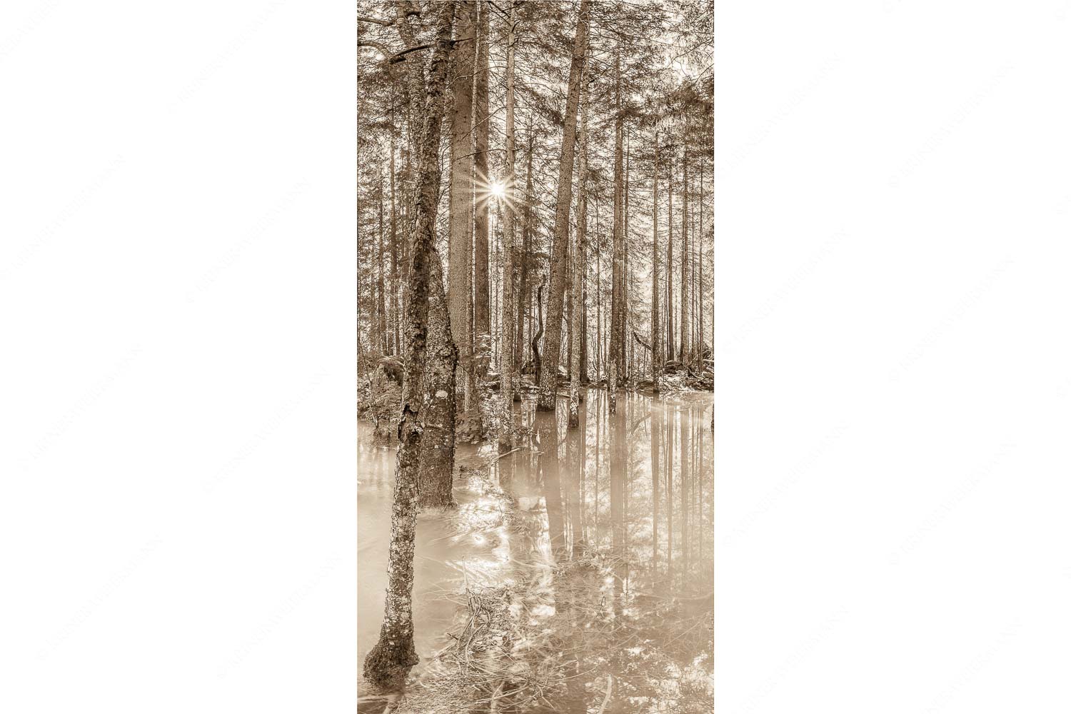 Überschwemmte Waldflächen an der Partnach im Reintal im Wettersteingebirge - Partnachmangroven - Seitenverhältnis 1:2 - Wald Überschwemmung - weitere Infos unter https://www.kriner-weiermann.de