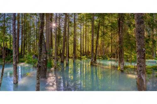 Überschwemmte Waldflächen an der Partnach im Reintal im Wettersteingebirge - Partnachmangroven - Seitenverhältnis 2:1 - Wald Überschwemmung - weitere Infos unter https://www.kriner-weiermann.de