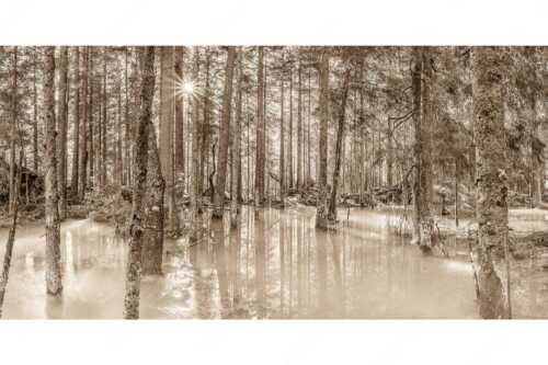 Überschwemmte Waldflächen an der Partnach im Reintal im Wettersteingebirge - Partnachmangroven - Seitenverhältnis 2:1 - Wald Überschwemmung - weitere Infos unter https://www.kriner-weiermann.de