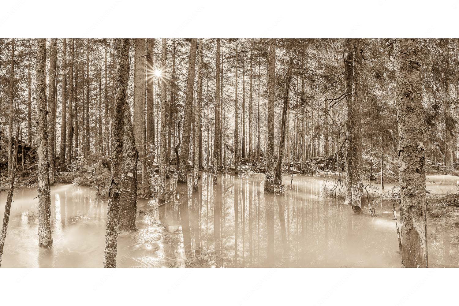 Überschwemmte Waldflächen an der Partnach im Reintal im Wettersteingebirge