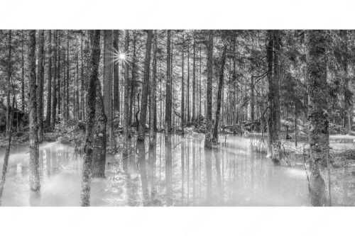 Überschwemmte Waldflächen an der Partnach im Reintal im Wettersteingebirge - Partnachmangroven - Seitenverhältnis 2:1 - Wald Überschwemmung - weitere Infos unter https://www.kriner-weiermann.de