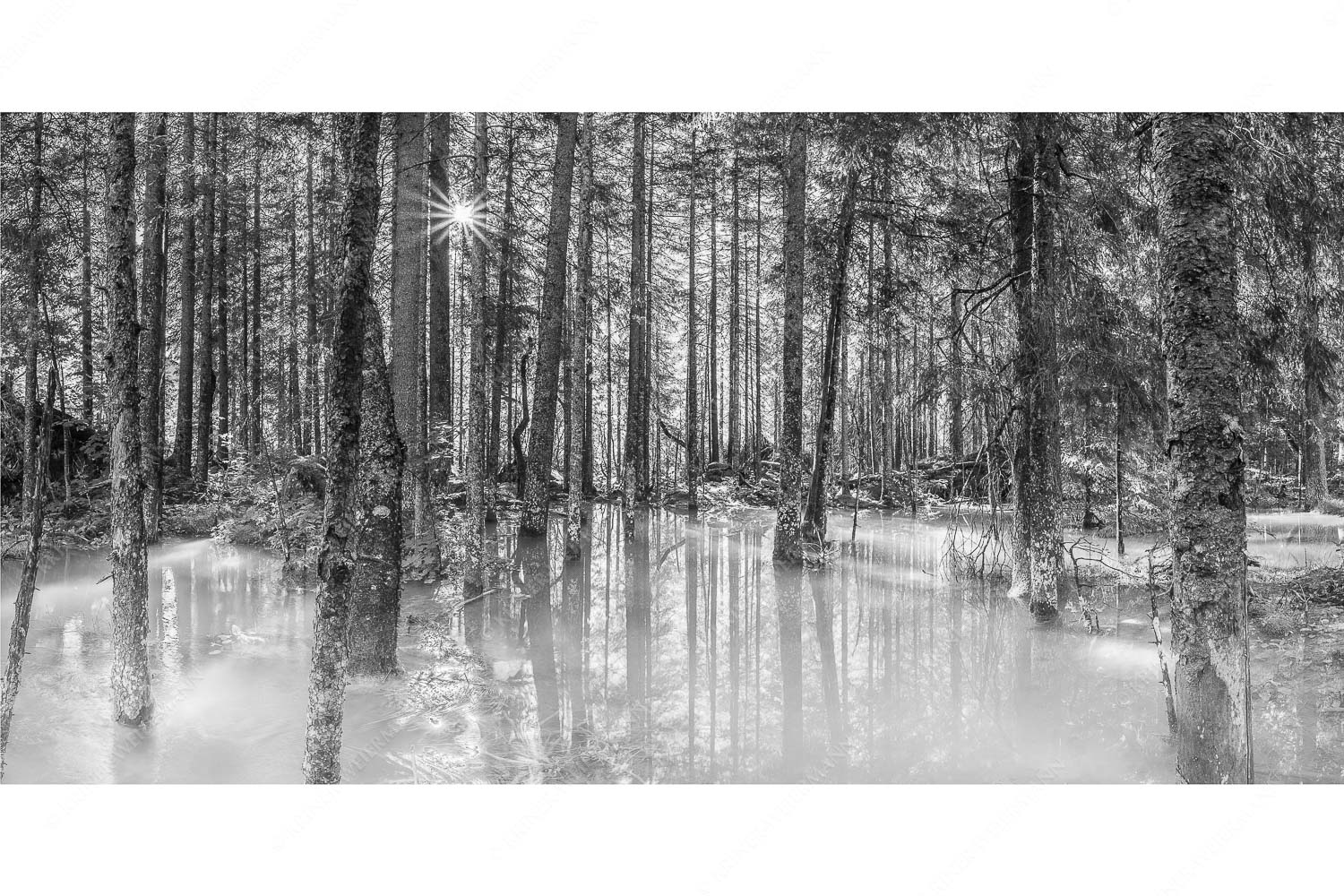 Überschwemmte Waldflächen an der Partnach im Reintal im Wettersteingebirge