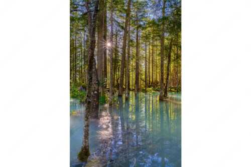 Überschwemmte Waldflächen an der Partnach im Reintal im Wettersteingebirge - Partnachmangroven - Seitenverhältnis 2:3 - Wald Überschwemmung - weitere Infos unter https://www.kriner-weiermann.de