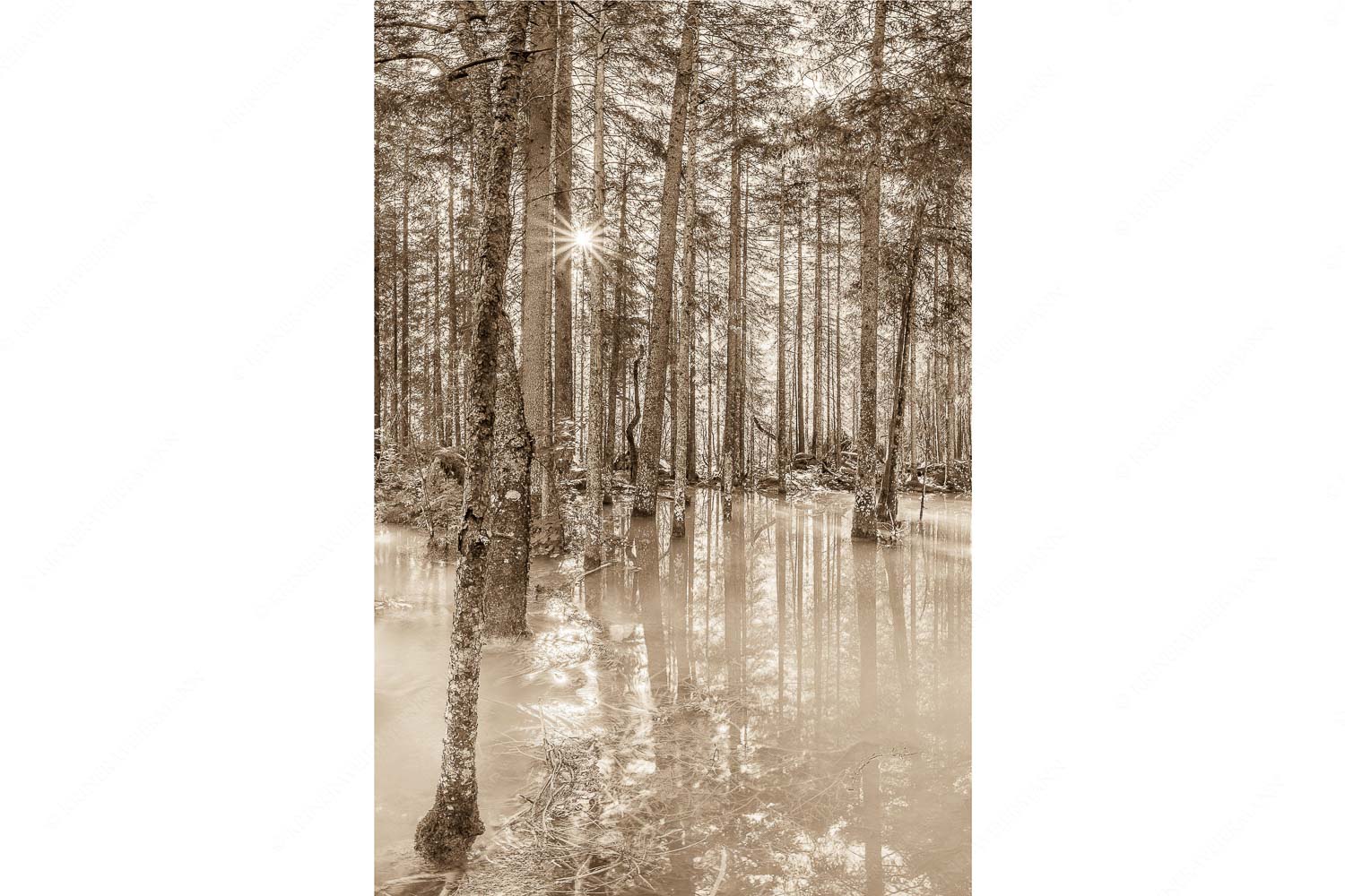 Partnachmangroven – Seitenverhältnis 2:3 — Wald Überschwemmung Überschwemmte Waldflächen an der Partnach im Reintal im Wettersteingebirge