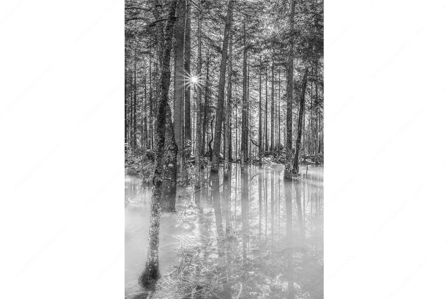 Überschwemmte Waldflächen an der Partnach im Reintal im Wettersteingebirge