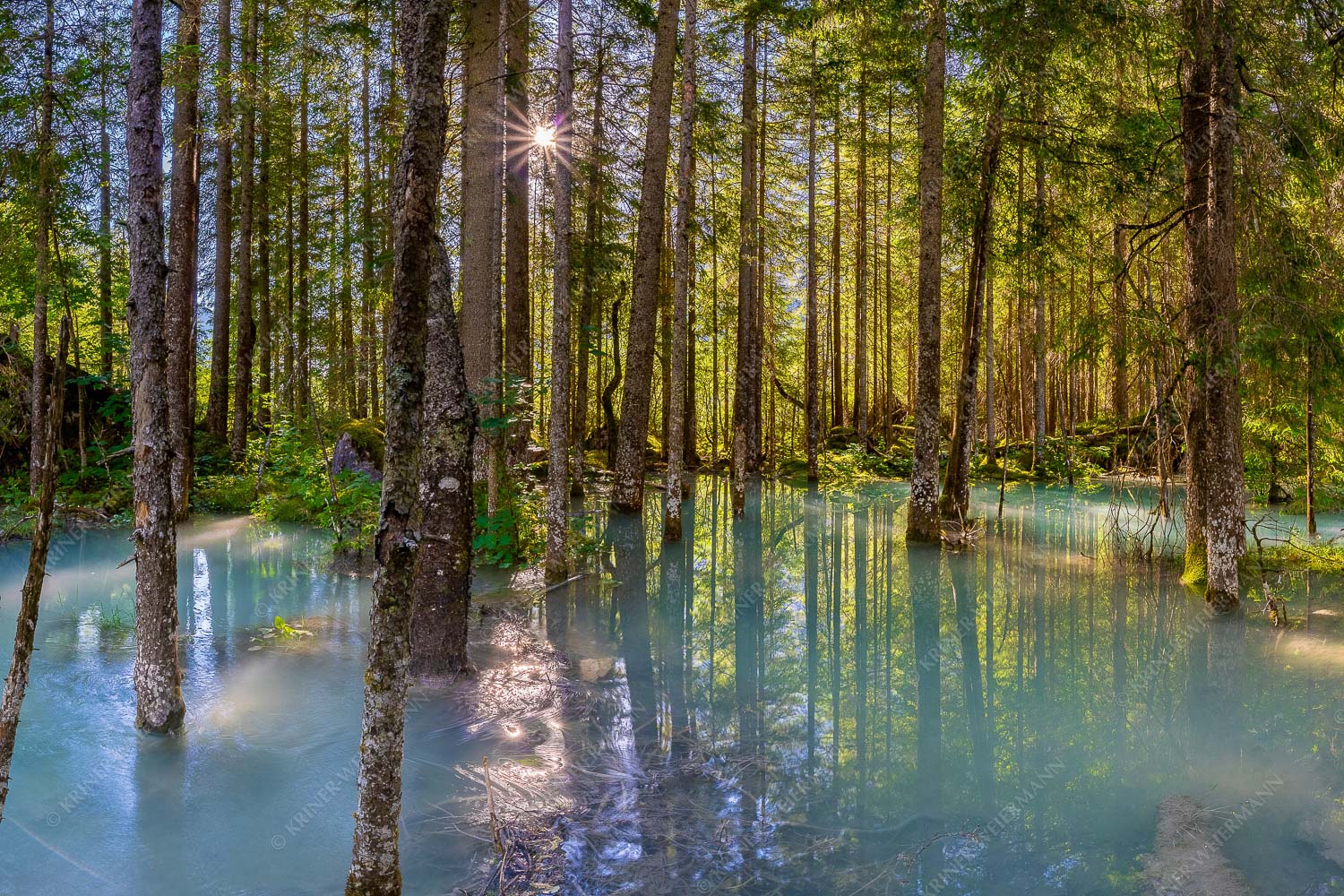 Partnachmangroven – Seitenverhältnis 3:2 — Wald Überschwemmung Überschwemmte Waldflächen an der Partnach im Reintal im Wettersteingebirge