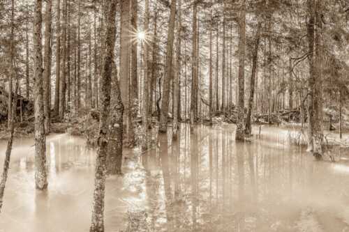 Überschwemmte Waldflächen an der Partnach im Reintal im Wettersteingebirge - Partnachmangroven - Seitenverhältnis 3:2 - Wald Überschwemmung - weitere Infos unter https://www.kriner-weiermann.de