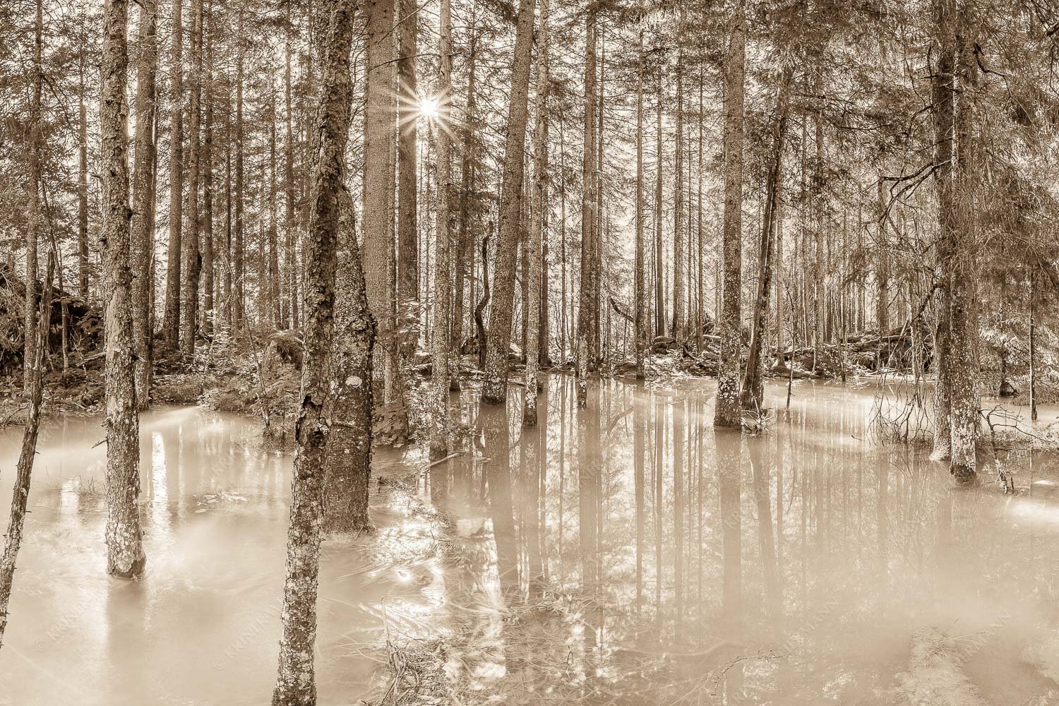 Partnachmangroven – Seitenverhältnis 3:2 — Wald Überschwemmung Überschwemmte Waldflächen an der Partnach im Reintal im Wettersteingebirge