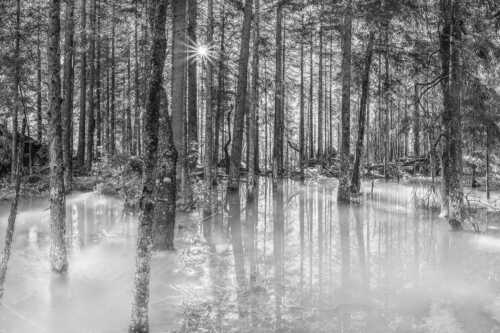 Überschwemmte Waldflächen an der Partnach im Reintal im Wettersteingebirge - Partnachmangroven - Seitenverhältnis 3:2 - Wald Überschwemmung - weitere Infos unter https://www.kriner-weiermann.de
