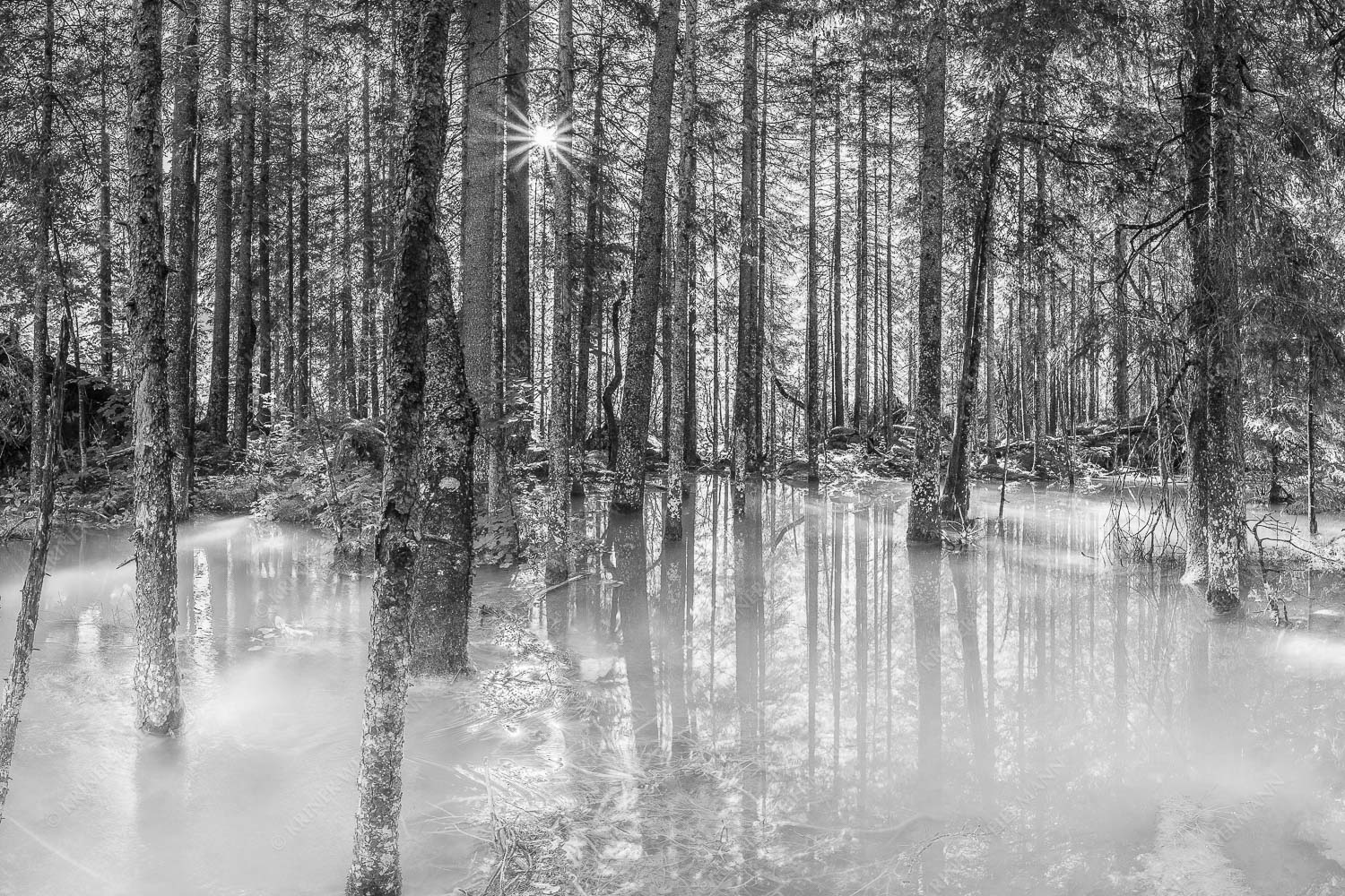 Überschwemmte Waldflächen an der Partnach im Reintal im Wettersteingebirge
