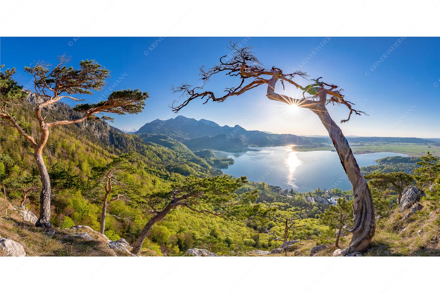 Primavera – Seitenverhältnis 2:1 — Frühling am Kochelsee Frisches Buchenlaub leuchtet in den Wäldern am Jochberg und Herzogstand
