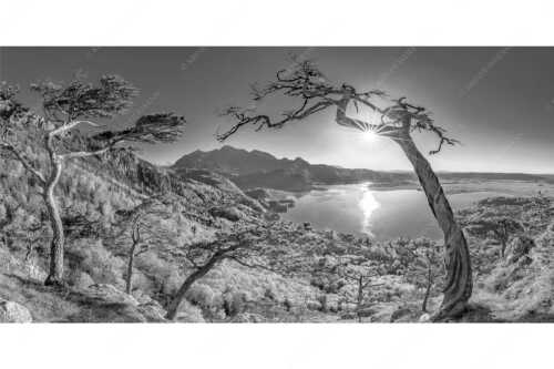 Frisches Buchenlaub leuchtet in den Wäldern am Jochberg und Herzogstand - Primavera - Seitenverhältnis 2:1 - Frühling am Kochelsee - weitere Infos unter https://www.kriner-weiermann.de