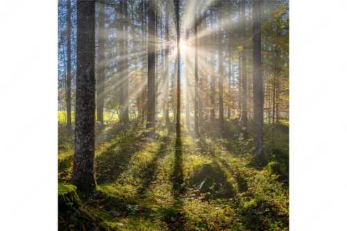 Herbstlicher Wald bei Fall - Prisma - Seitenverhältnis 1:1 - Streiflicht im Wald - weitere Infos unter https://www.kriner-weiermann.de
