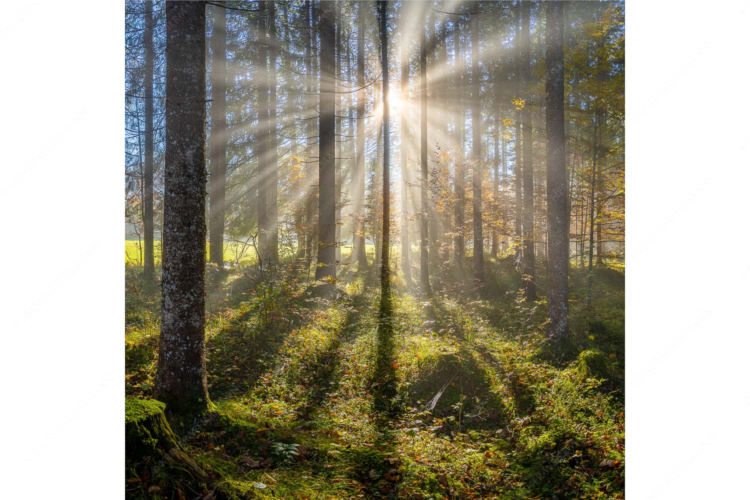 Prisma – Seitenverhältnis 1:1 — Streiflicht im Wald Herbstlicher Wald bei Fall