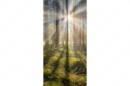 Herbstlicher Wald bei Fall - Prisma - Seitenverhältnis 1:2 - Streiflicht im Wald - weitere Infos unter https://www.kriner-weiermann.de