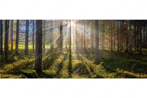 Herbstlicher Wald bei Fall - Prisma - Seitenverhältnis 2,5:1 - Streiflicht im Wald - weitere Infos unter https://www.kriner-weiermann.de