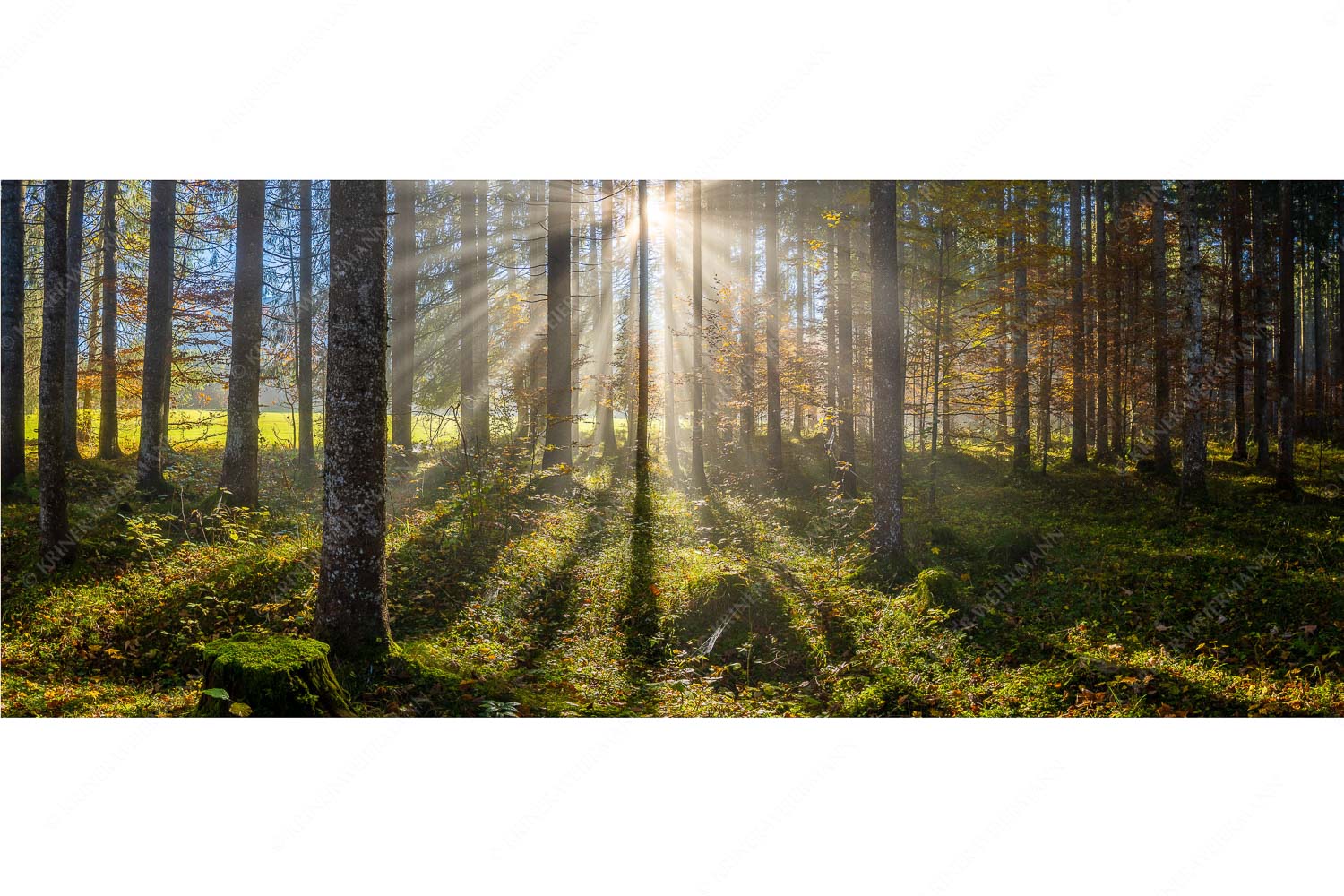 Herbstlicher Wald bei Fall - Prisma - Seitenverhältnis 2,5:1 - Streiflicht im Wald - weitere Infos unter https://www.kriner-weiermann.de