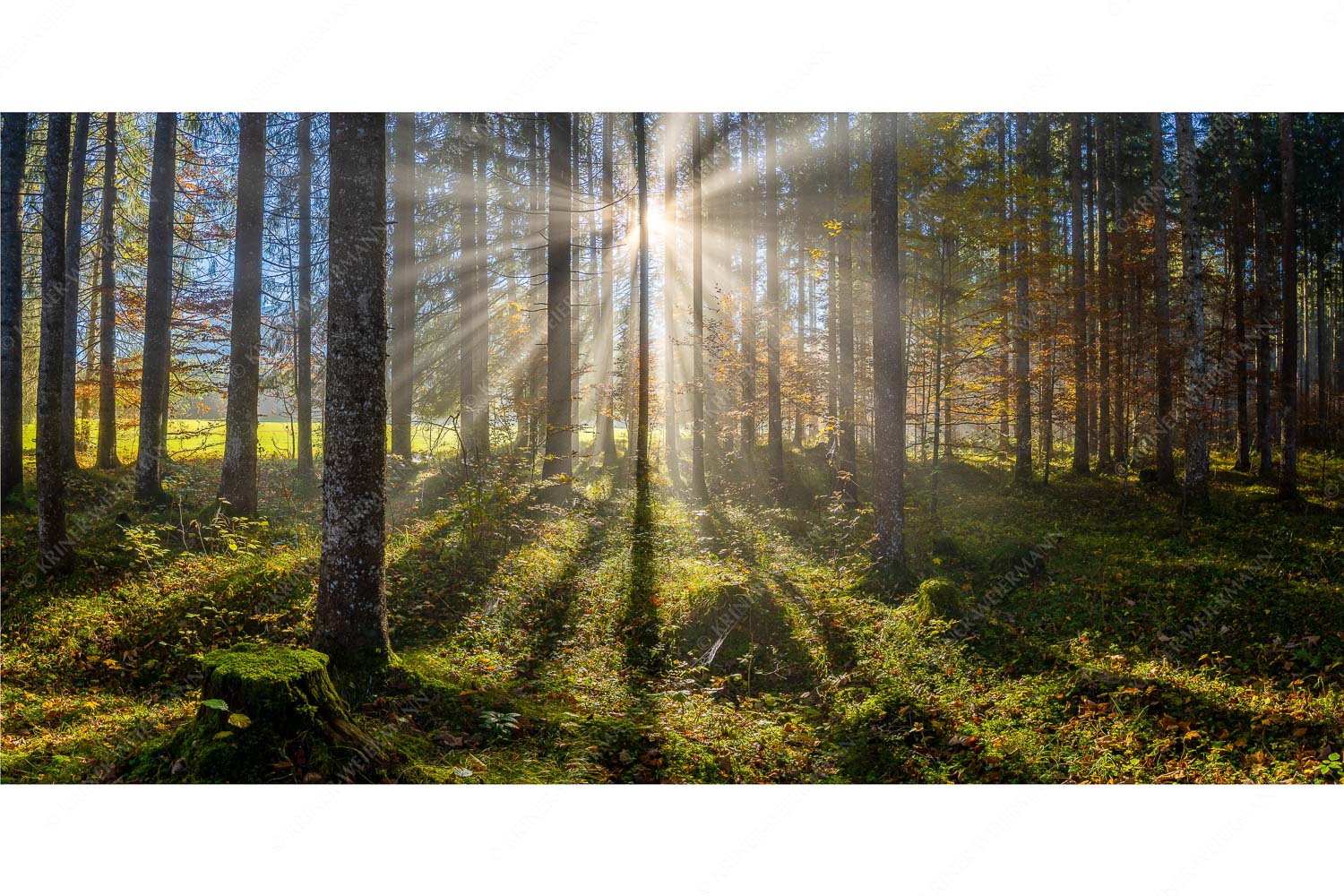 Herbstlicher Wald bei Fall