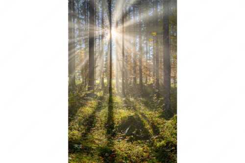 Herbstlicher Wald bei Fall - Prisma - Seitenverhältnis 2:3 - Streiflicht im Wald - weitere Infos unter https://www.kriner-weiermann.de