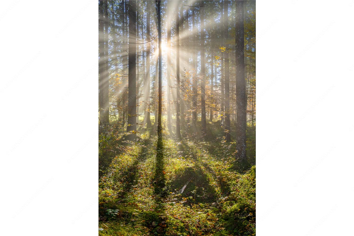 Herbstlicher Wald bei Fall