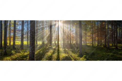 Herbstlicher Wald bei Fall - Prisma - Seitenverhältnis 3:1 - Streiflicht im Wald - weitere Infos unter https://www.kriner-weiermann.de