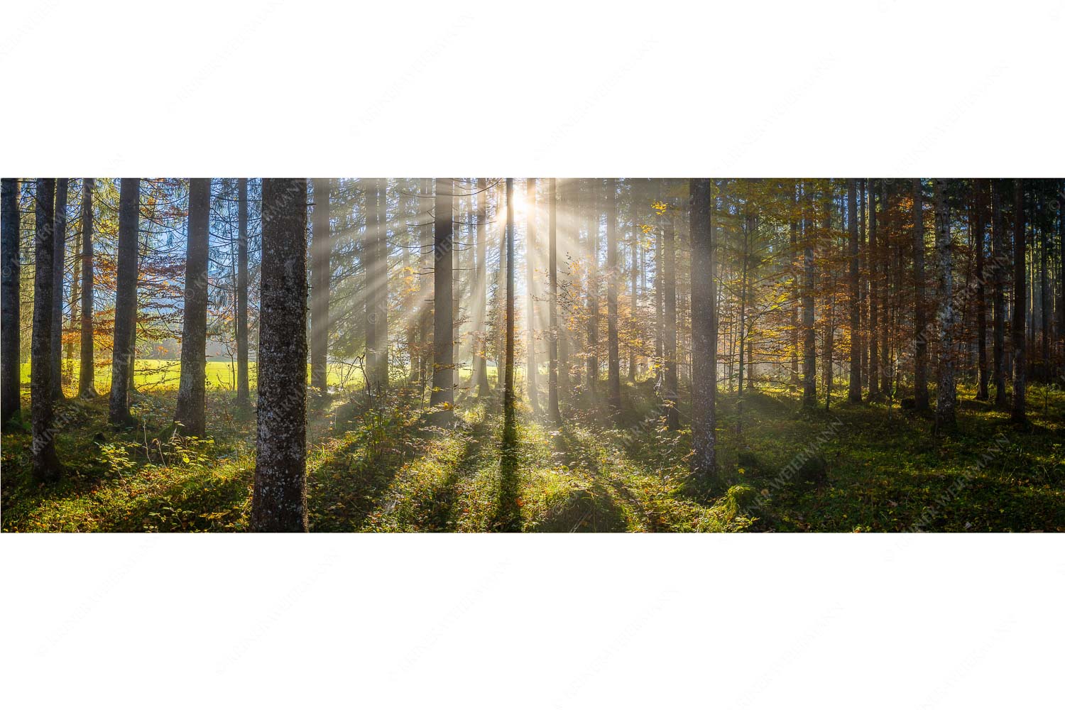 Prisma – Seitenverhältnis 3:1 — Streiflicht im Wald Herbstlicher Wald bei Fall