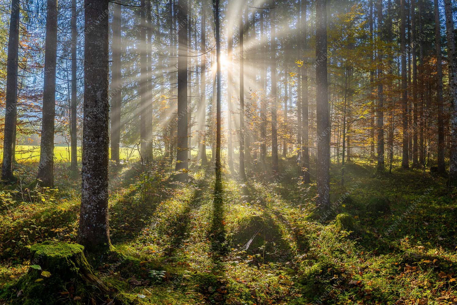 Herbstlicher Wald bei Fall