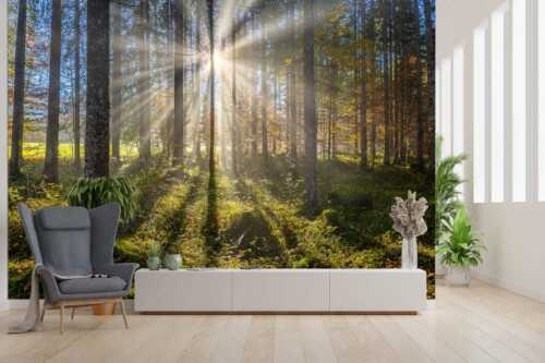 Herbstlicher Wald bei Fall - Prisma - Größe ca. 300x200cm, Seitenverhältnis 3:2 - Streiflicht im Wald - weitere Infos unter https://www.kriner-weiermann.de