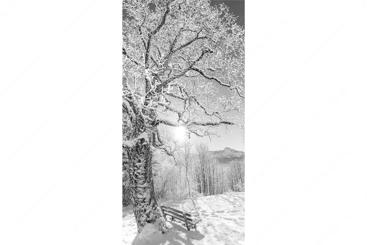 Aussichtsbank am Eckbauer mit Blick zur Dreitorspitze im Wettersteingebirge - Rast - Seitenverhältnis 1:2 - Rastbank mit Baum im Winter am Eckbauer - weitere Infos unter https://www.kriner-weiermann.de