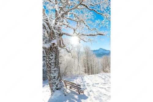 Aussichtsbank am Eckbauer mit Blick zur Dreitorspitze im Wettersteingebirge - Rast - Seitenverhältnis 2:3 - Rastbank mit Baum im Winter am Eckbauer - weitere Infos unter https://www.kriner-weiermann.de