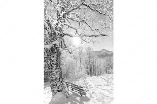 Aussichtsbank am Eckbauer mit Blick zur Dreitorspitze im Wettersteingebirge - Rast - Seitenverhältnis 2:3 - Rastbank mit Baum im Winter am Eckbauer - weitere Infos unter https://www.kriner-weiermann.de