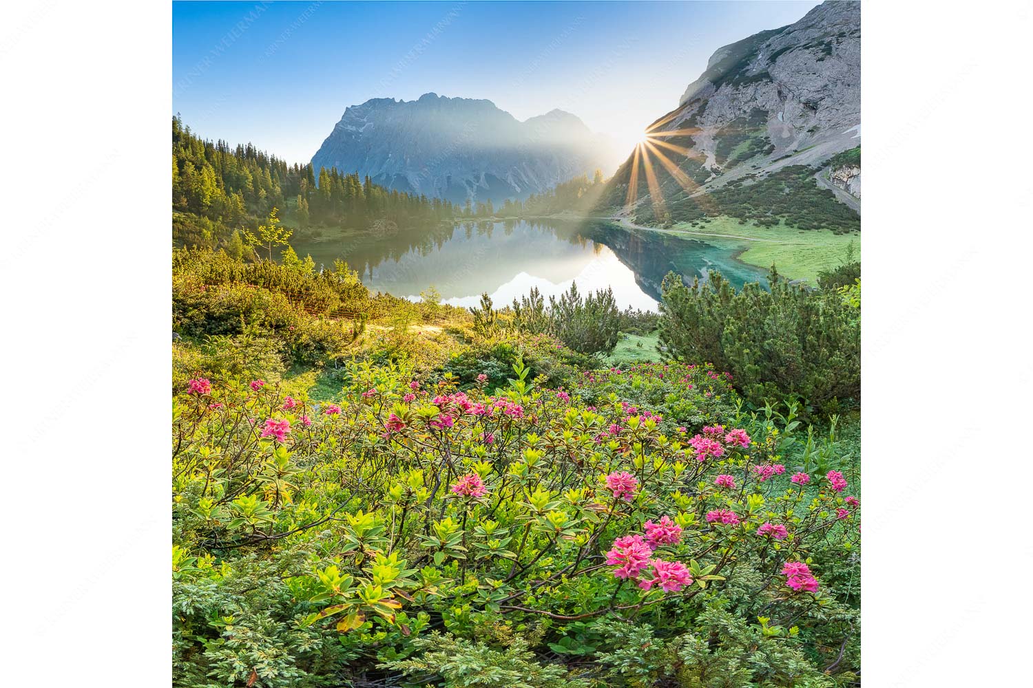 Rosengarten – Seitenverhältnis 1:1 — Almrosen am Seebensee Almrosenblüte am Seebensee mit Blick zum Sonnenaufgang am Wettersteingebirge