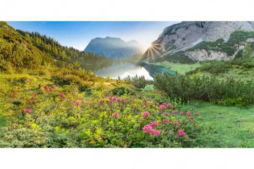Almrosenblüte am Seebensee mit Blick zum Sonnenaufgang am Wettersteingebirge - Rosengarten - Seitenverhältnis 2:1 - Almrosen am Seebensee - weitere Infos unter https://www.kriner-weiermann.de