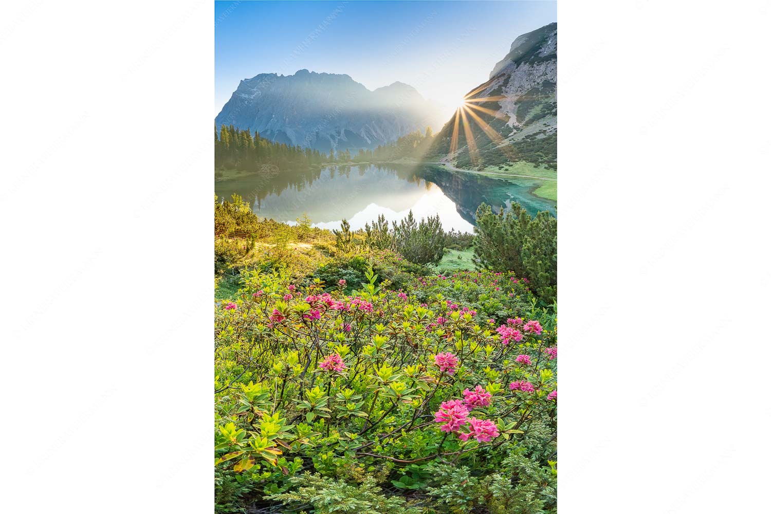 Almrosenblüte am Seebensee mit Blick zum Sonnenaufgang am Wettersteingebirge