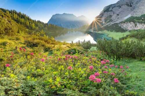 Almrosenblüte am Seebensee mit Blick zum Sonnenaufgang am Wettersteingebirge - Rosengarten - Seitenverhältnis 3:2 - Almrosen am Seebensee - weitere Infos unter https://www.kriner-weiermann.de