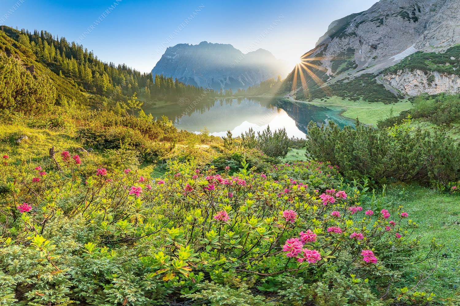Rosengarten – Seitenverhältnis 3:2 — Almrosen am Seebensee Almrosenblüte am Seebensee mit Blick zum Sonnenaufgang am Wettersteingebirge