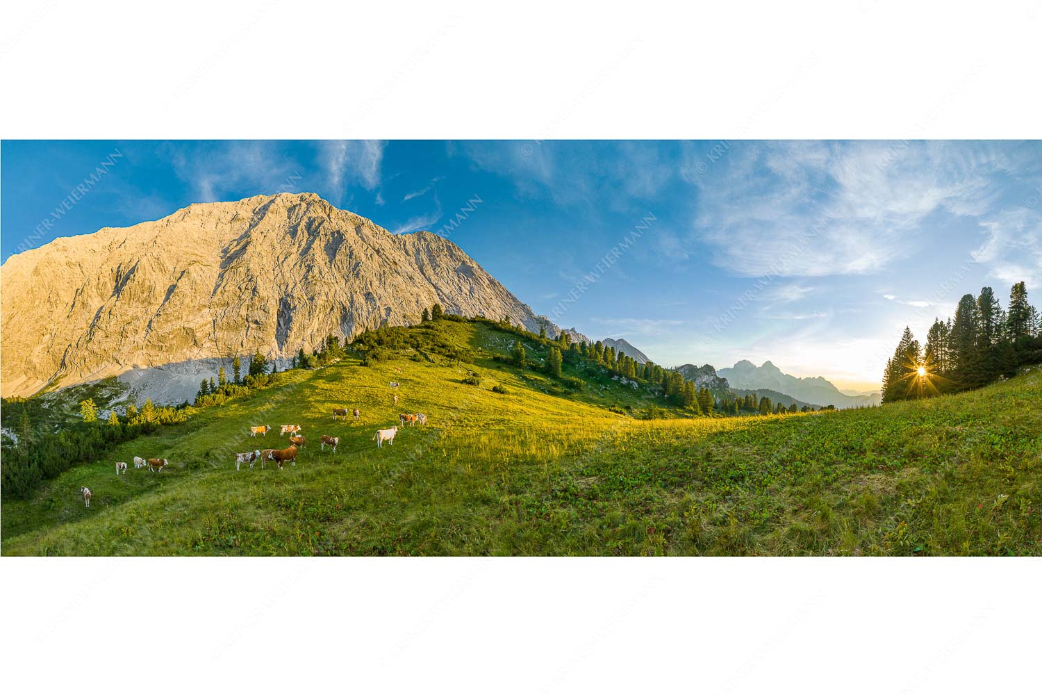 Jungvieh auf der Sommerweide im Wettersteingebirge - Ruhige Weide - Seitenverhältnis 2,5:1 - Almbetrieb im Wettersteingebirge - weitere Infos unter https://www.kriner-weiermann.de