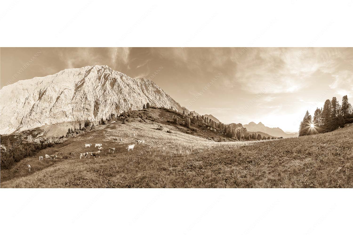 Jungvieh auf der Sommerweide im Wettersteingebirge - Ruhige Weide - Seitenverhältnis 2,5:1 - Almbetrieb im Wettersteingebirge - weitere Infos unter https://www.kriner-weiermann.de