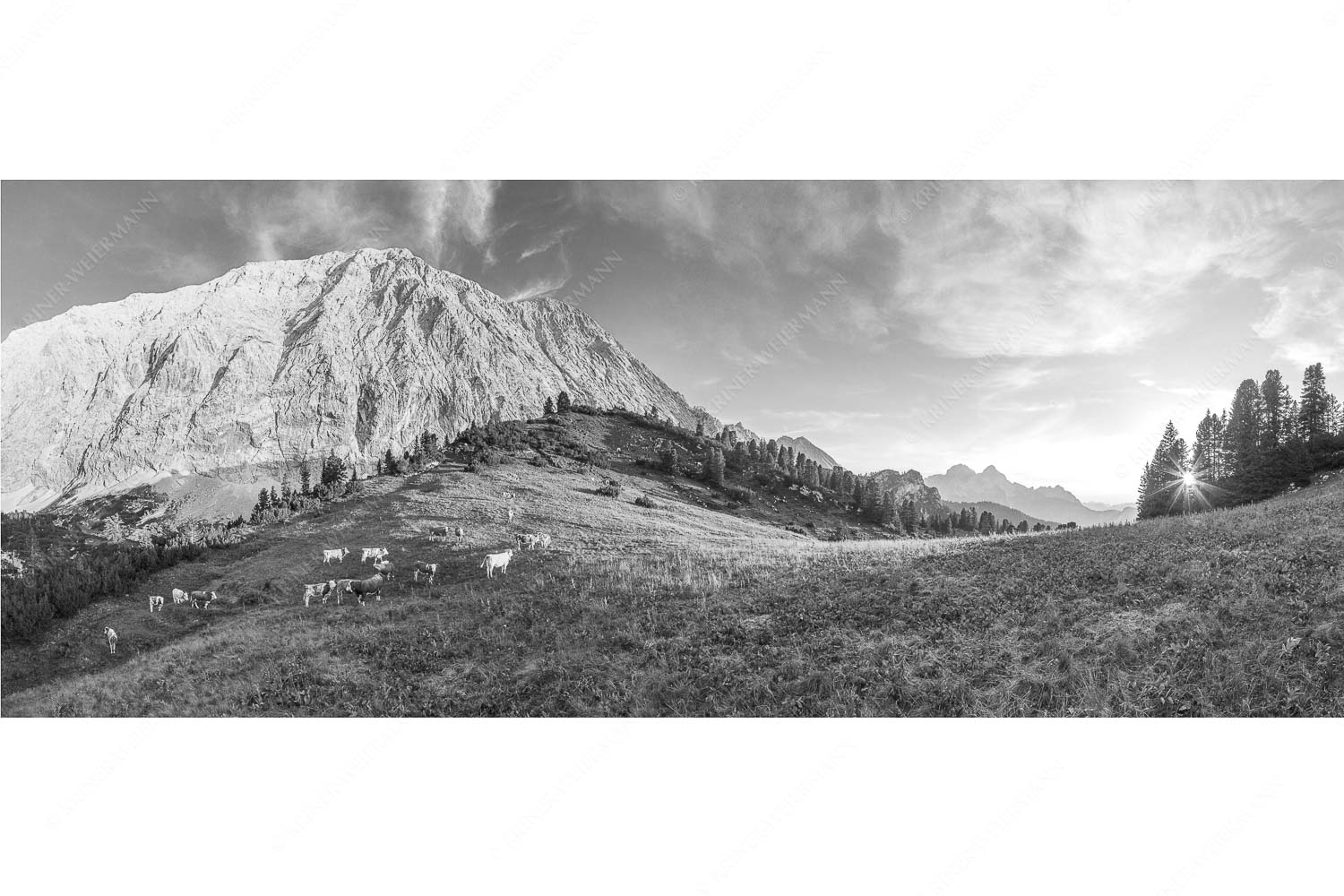 Jungvieh auf der Sommerweide im Wettersteingebirge - Ruhige Weide - Seitenverhältnis 2,5:1 - Almbetrieb im Wettersteingebirge - weitere Infos unter https://www.kriner-weiermann.de